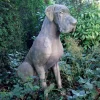 Great Dane Male Dog Stone Garden Statue
